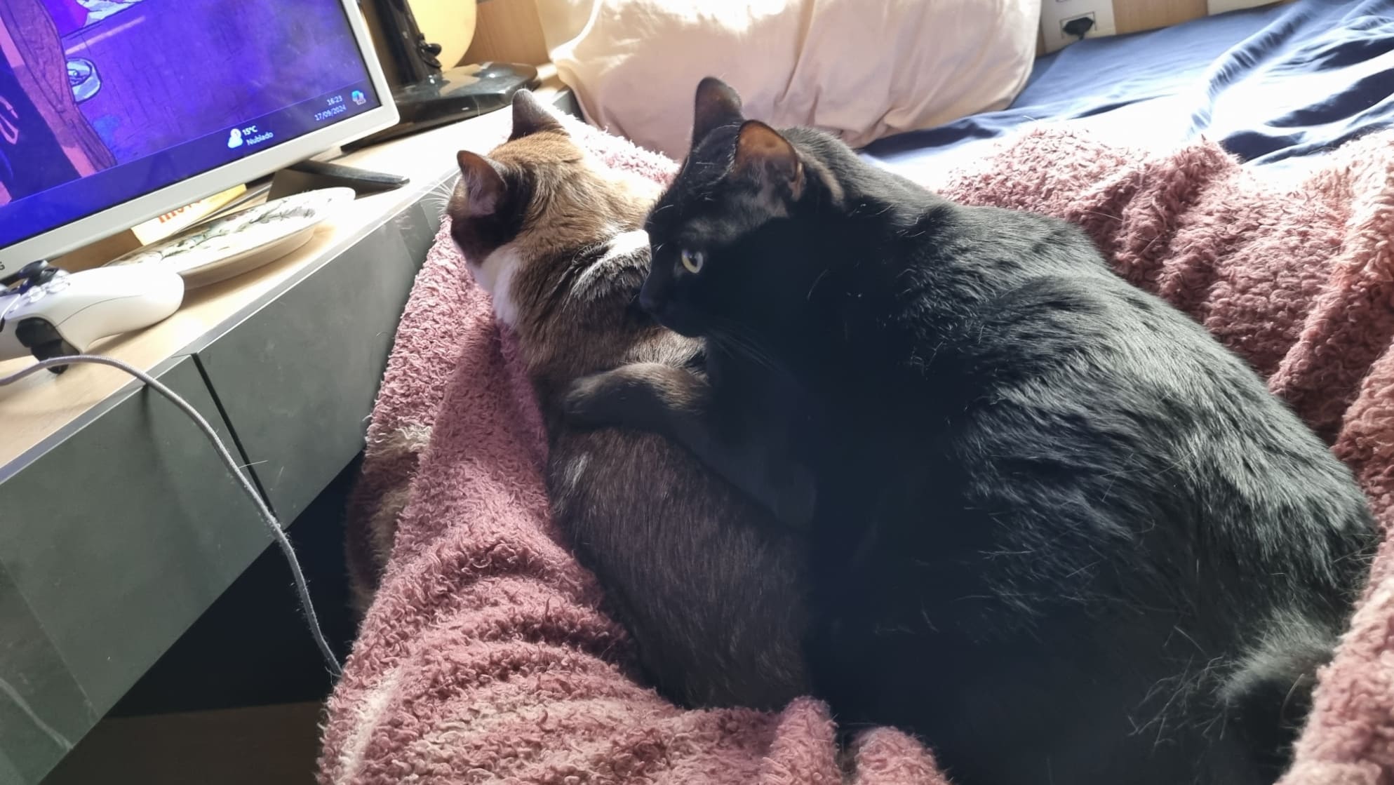 Morceguinha laying on top of Roberto