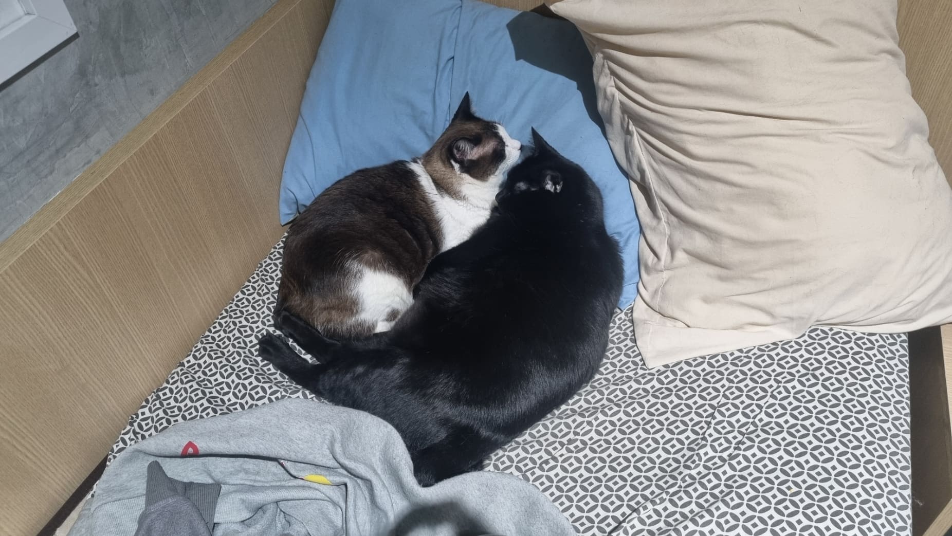 Morceguinha and Roberto sleepign together.